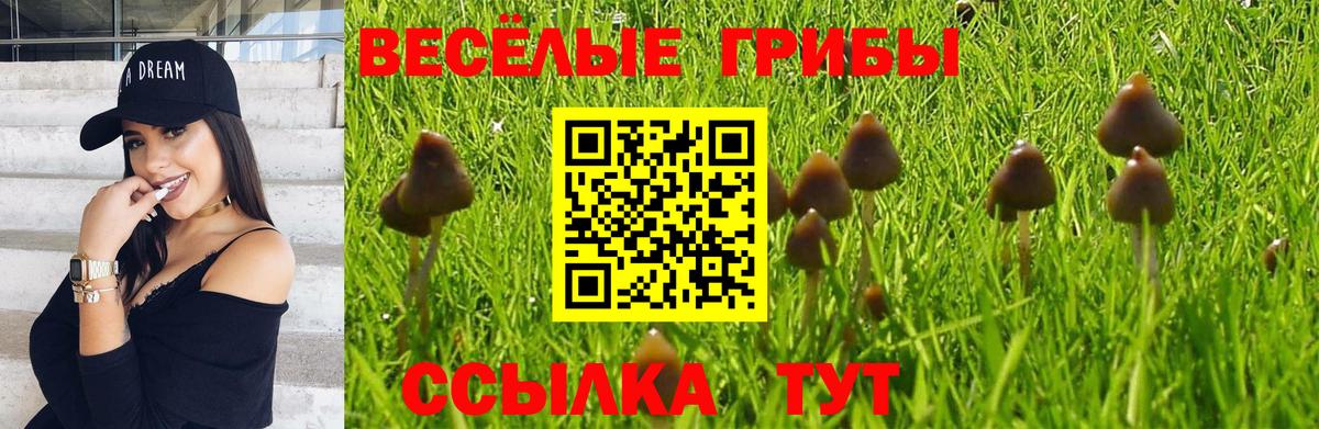 Галлюциногенные грибы Psilocybe Борисоглебск